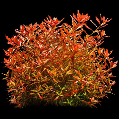 Людвигия аркуата (меристемное растение), d 6,5 см